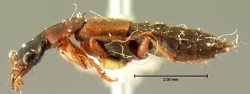 Media type: image;   Entomology 7284 Aspect: habitus lateral view